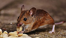 24 Hour & Emergency Exterminators in Farmington, MI